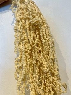Preserved Bleached Amaranthus Pack of 3 Stems - Imagen 2