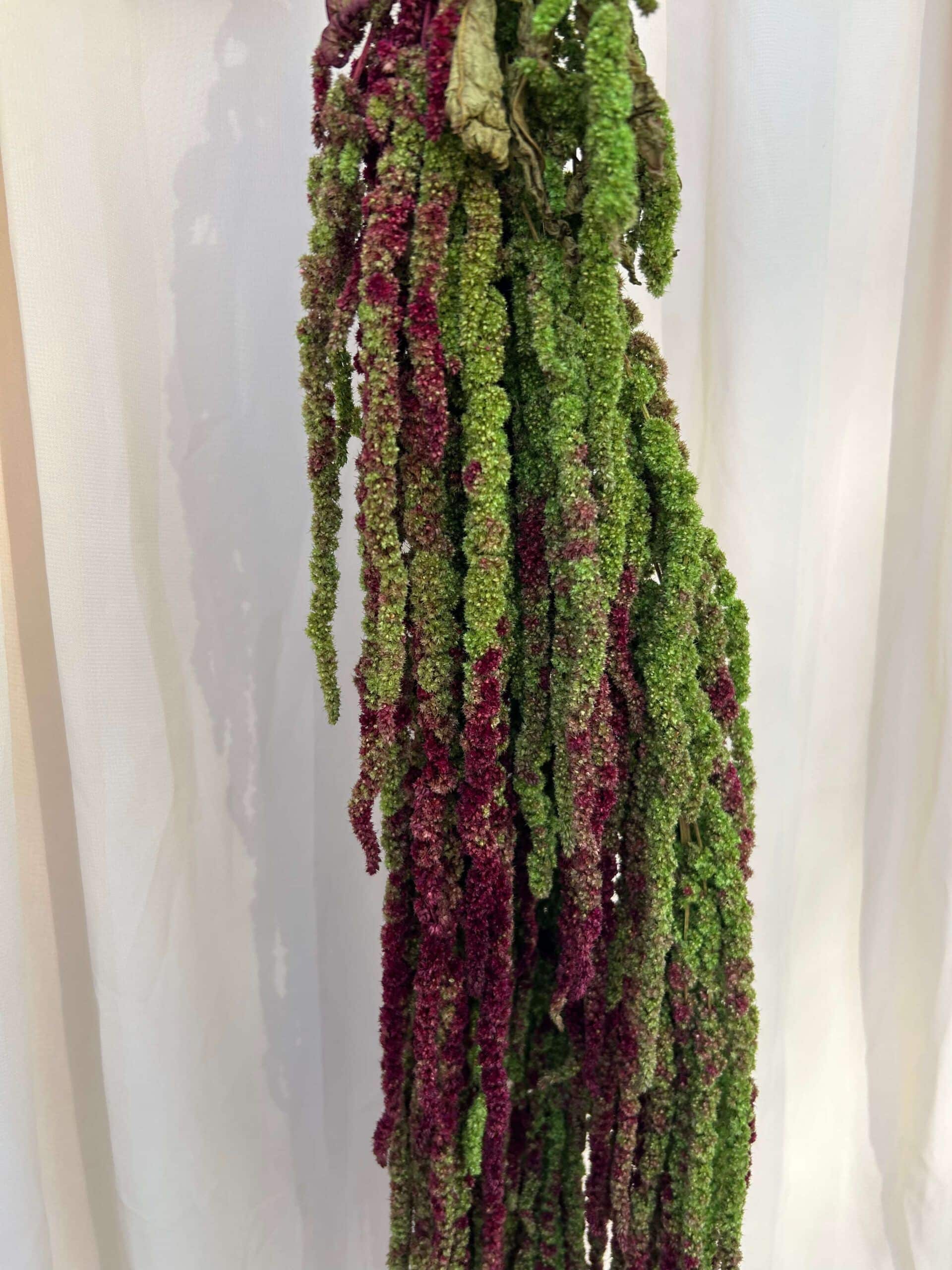 Preserved Amaranthus Antique Green Pack of 3 Stems - Imagen 3