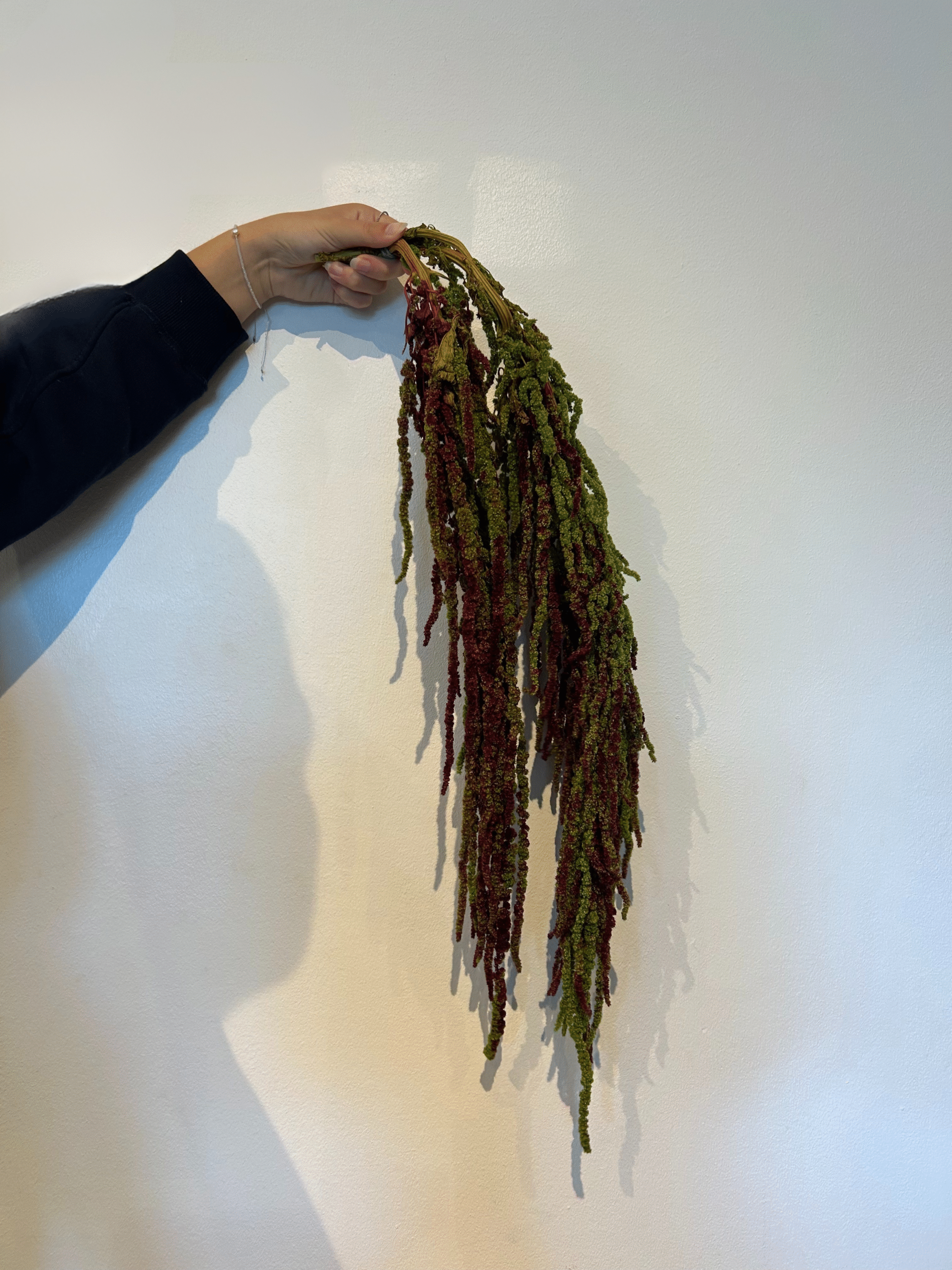Preserved Amaranthus Antique Green Pack of 3 Stems - Imagen 2